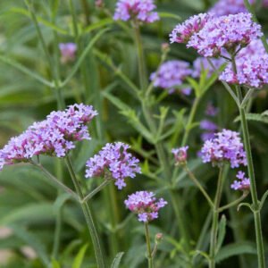 Verbena 'Lollipop' - Image 2
