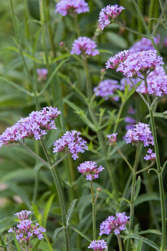 Verbena 'Lollipop'