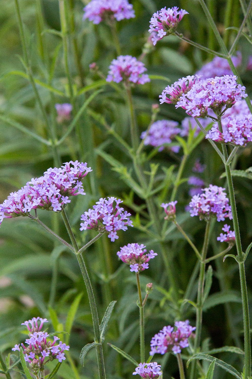 Verbena 