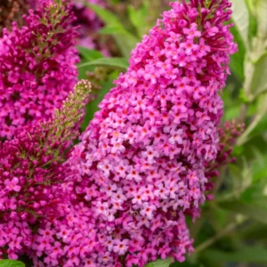Budlėja Butterfly Candy ‘Little Cerise’ - Image 3