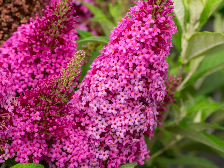 Budlėja Butterfly Candy ‘Little Cerise’ - Image 3