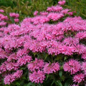 Monarda Sugar Buzz 'Bubblegum Blast' - Image 1