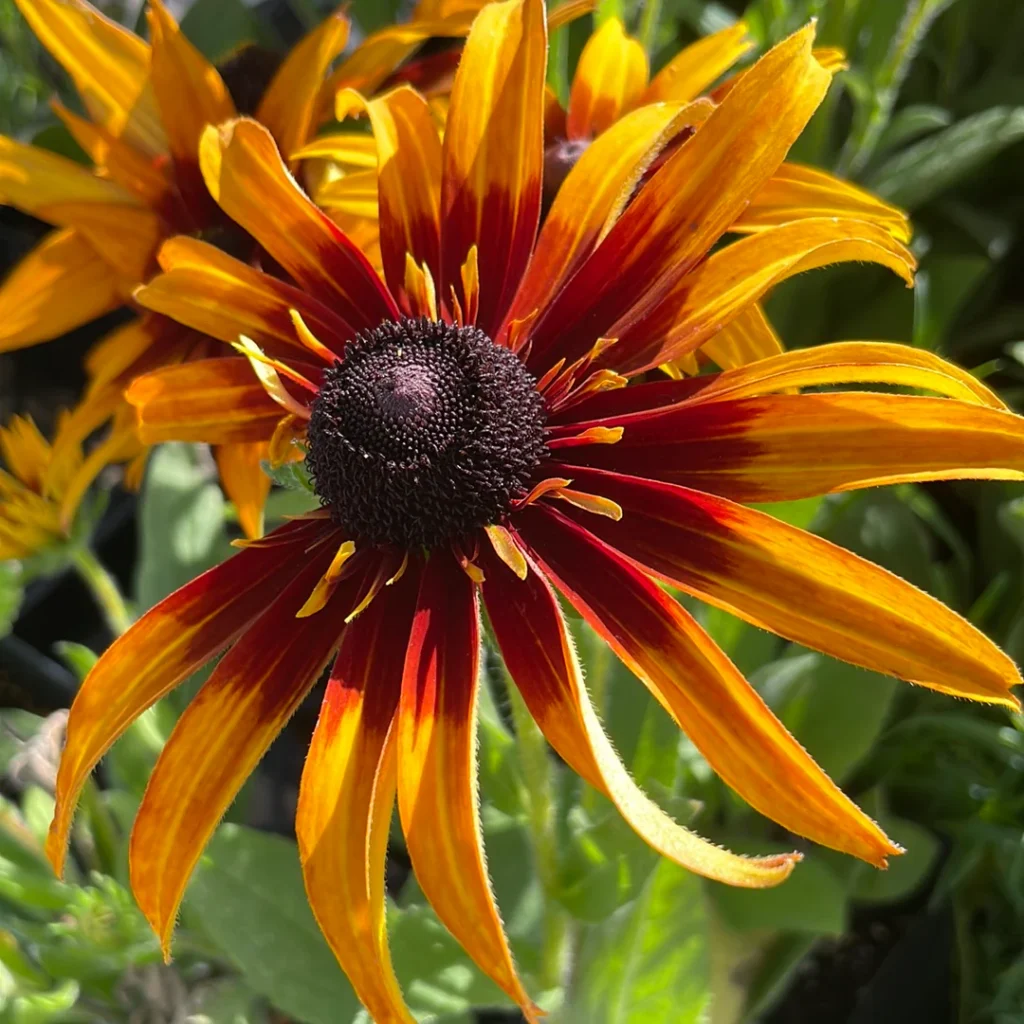 Rudebekija 'Blazing Fire'