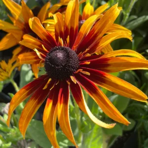 Rudebekija 'Blazing Fire' - Image 1