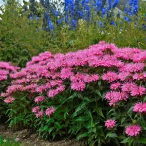 Monarda Sugar Buzz 'Bubblegum Blast' - Image 2