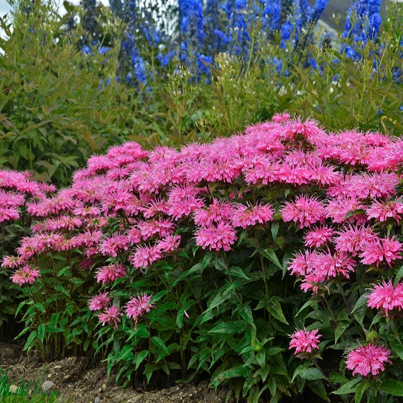 Monarda Sugar Buzz 'Bubblegum Blast' - Image 2