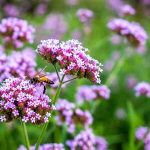 Verbena 'Lollipop' - Image 3
