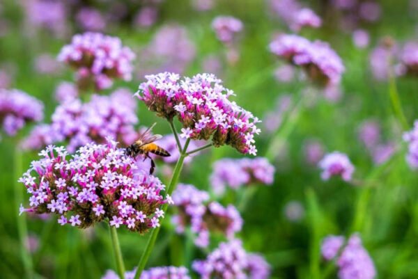 Verbena 'Lollipop'