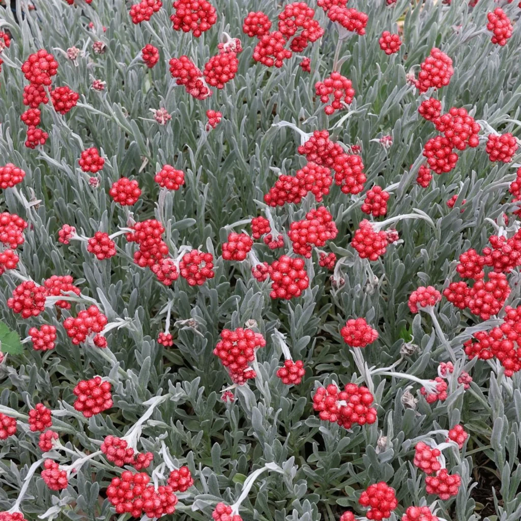 Šlamutis 'Red Jewel'