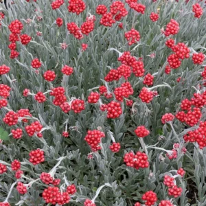 Šlamutis 'Red Jewel' - Image 2