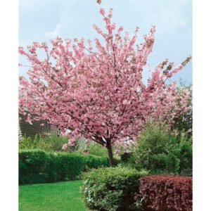 Sakura 'Kanzan'