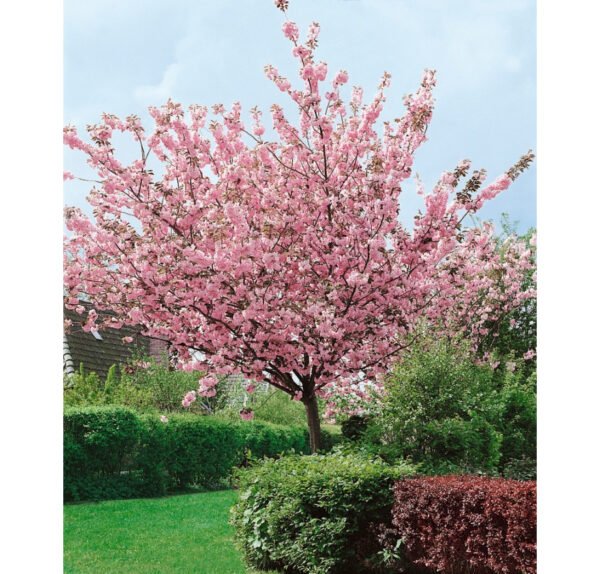 Sakura 'Kanzan'