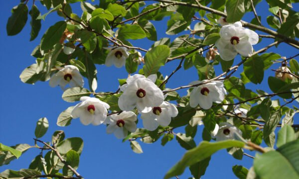 Smulkiažiedė magnolija