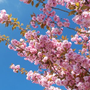 Sakura 'Kanzan' - Image 3