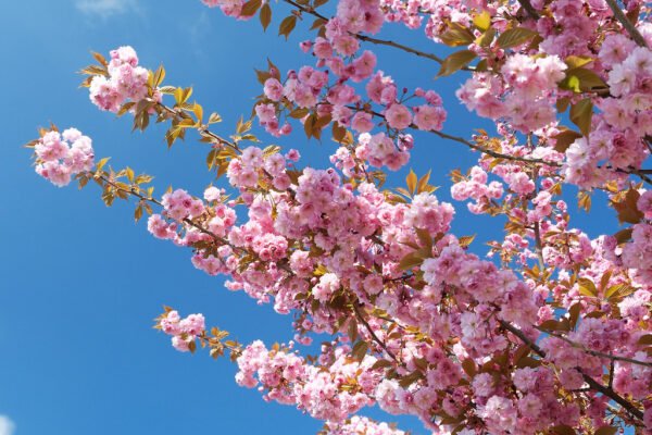 Sakura 'Kanzan'