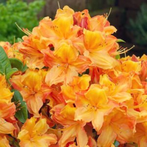 Azalija didžiažiedė 'Glowing Embers' - Image 2