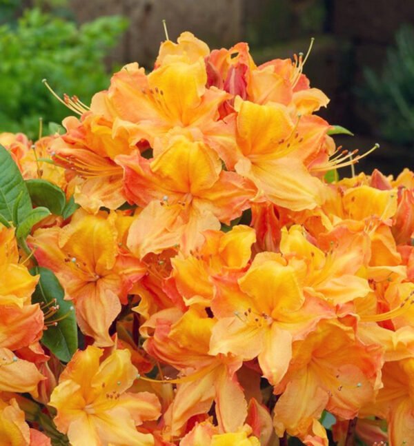 Azalija didžiažiedė 'Glowing Embers'