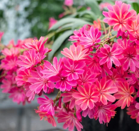 Levisija 'Safira Coral'