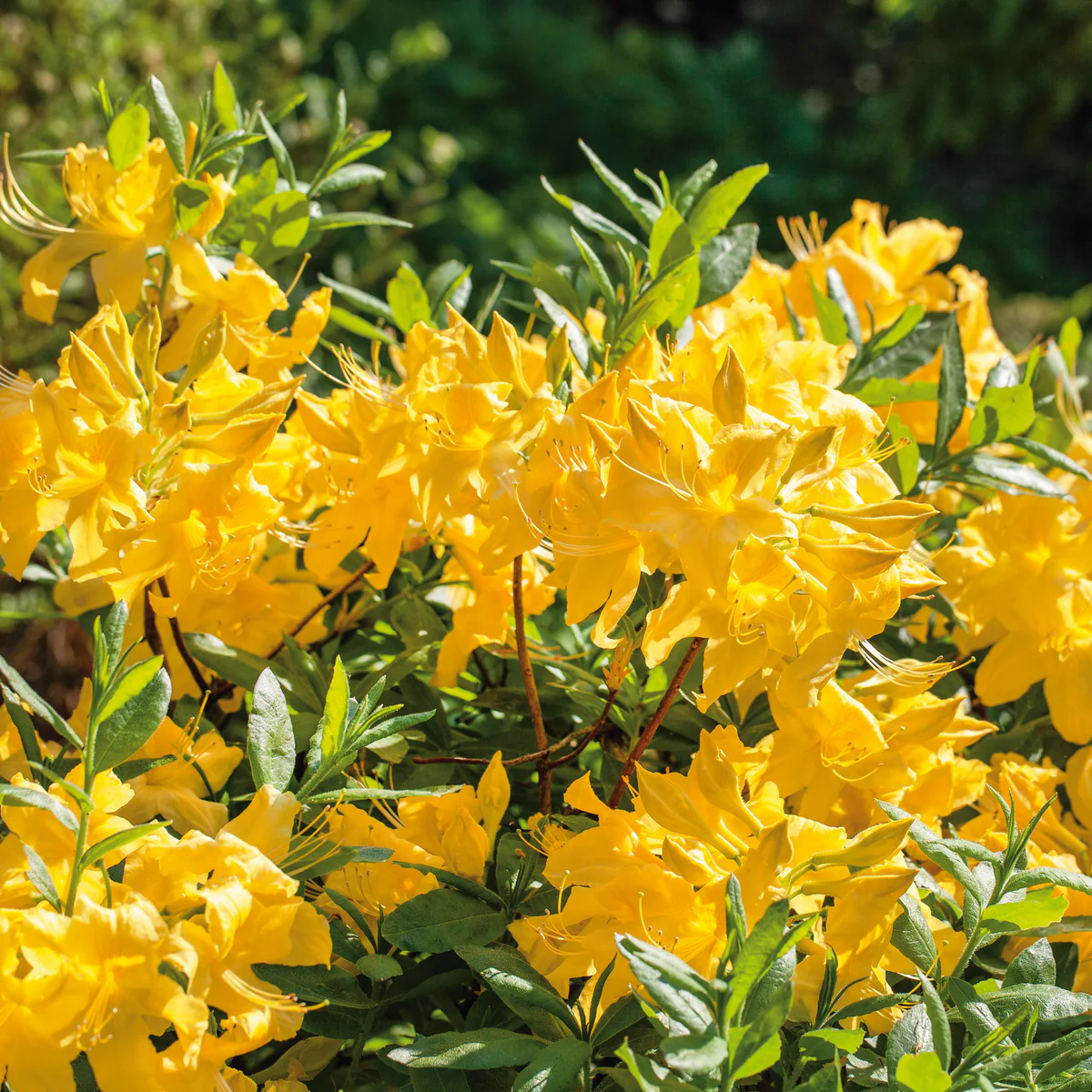 Azalija didžiažiedė 