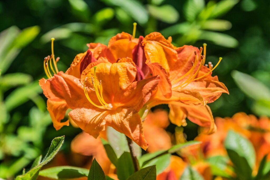 Azalija didžiažiedė 'Glowing Embers'