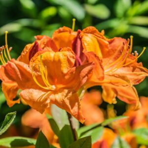 Azalija didžiažiedė 'Glowing Embers' - Image 3