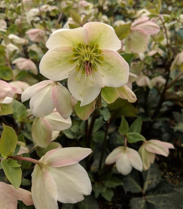 Eleboras Frostkiss 'Molly's White'