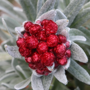 Šlamutis 'Red Jewel' - Image 3