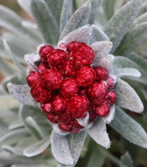 Šlamutis 'Red Jewel'