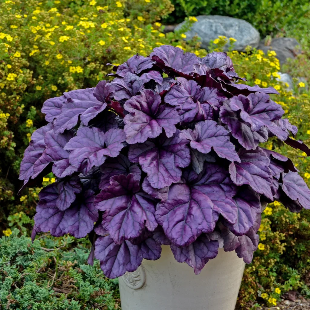 Alūnė 'Wildberry'