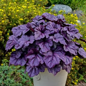 Alūnė 'Wildberry' - Image 1