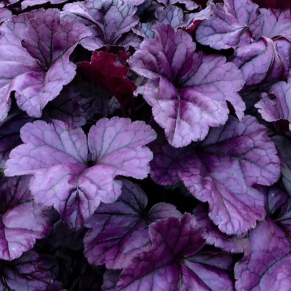 Alūnė 'Wildberry'
