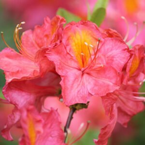 Azalija didžiažiedė 'Juanita' - Image 3