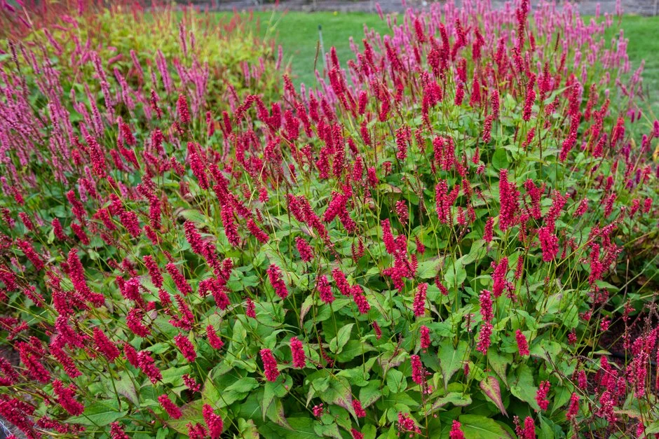 Rūgtis 'JS Caliente'