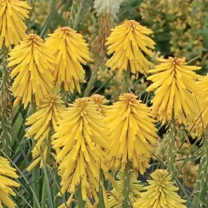 Knipofija 'Banana Popsicle' - Image 3