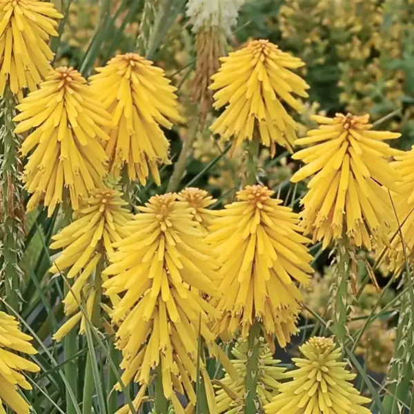 Knipofija 'Banana Popsicle'