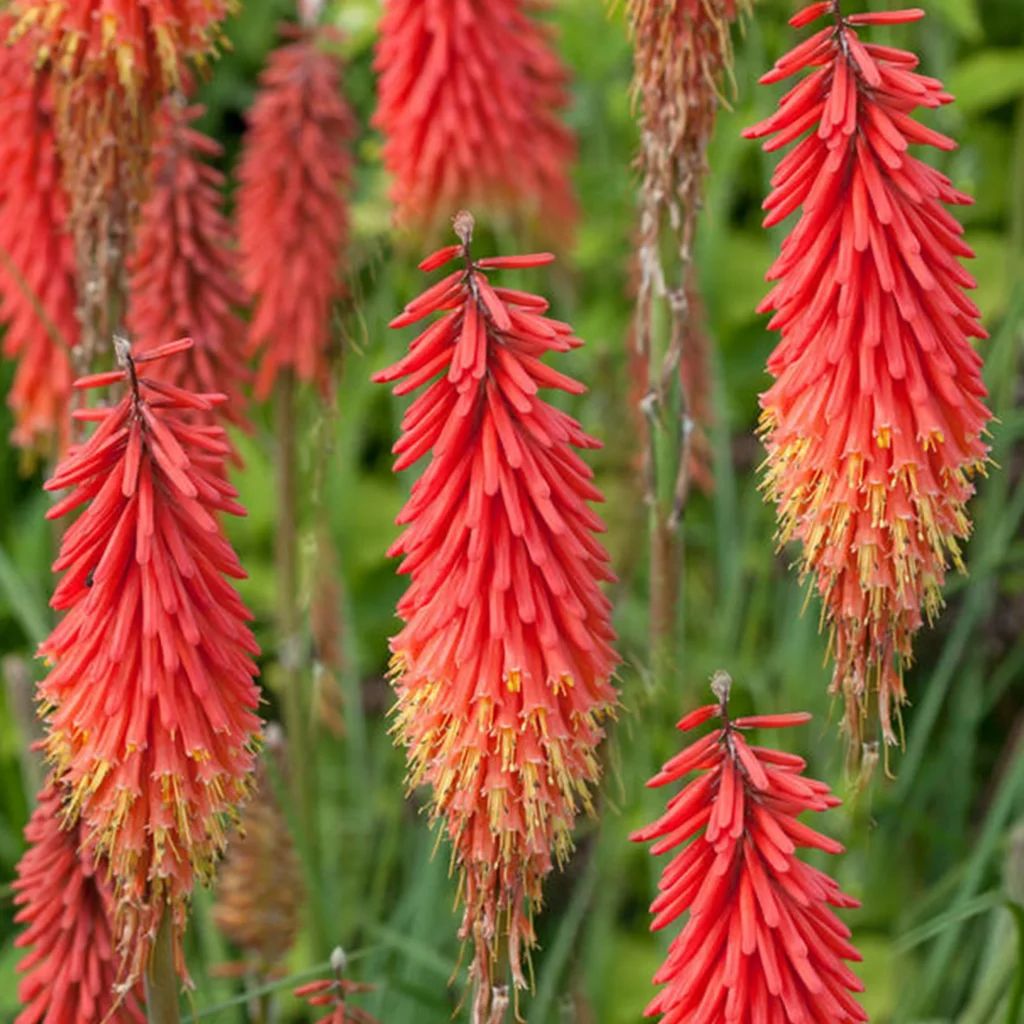 Knipofija 'Redhot Popsicle'