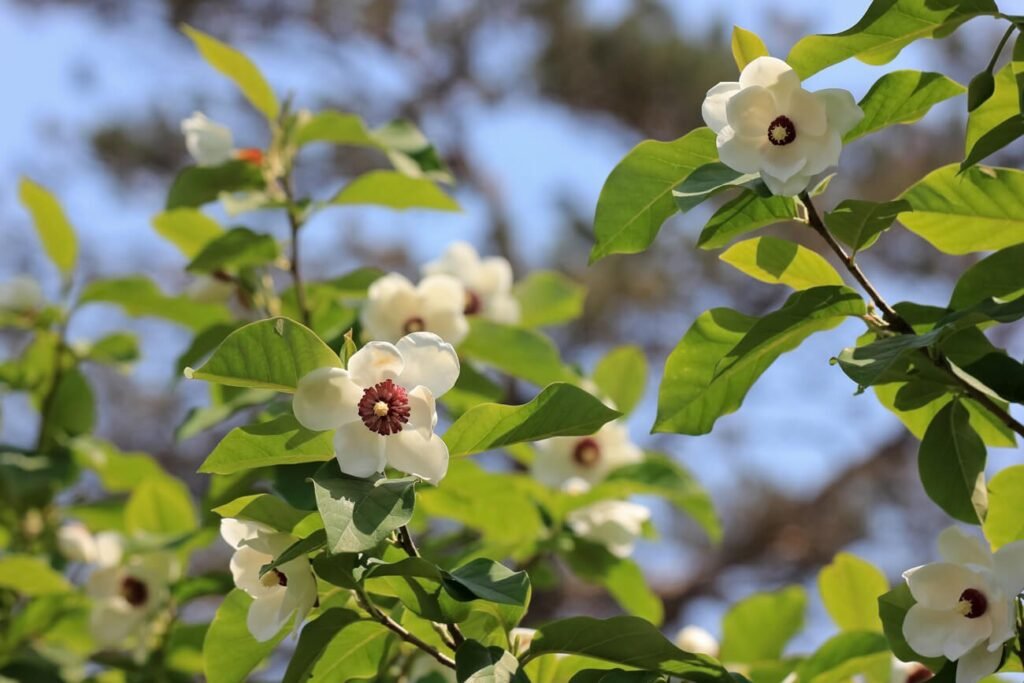 Smulkiažiedė magnolija