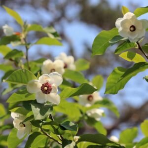 Smulkiažiedė magnolija - Image 2