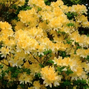 Azalija didžiažiedė 'Anneke' - Image 2