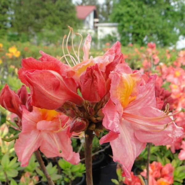 Azalija didžiažiedė 'Juanita'