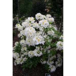 Azalija didžiažiedė 'Schneegold' - Image 2