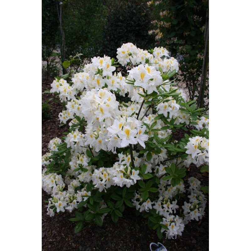 Azalija didžiažiedė 