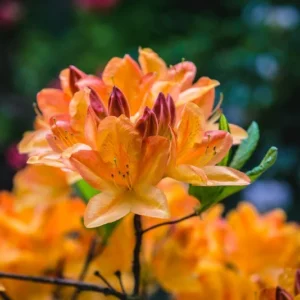 Azalija didžiažiedė 'Glowing Embers' - Image 1