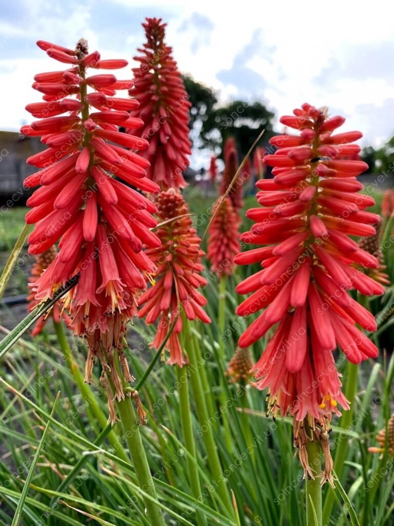 Knipofija 'Redhot Popsicle'