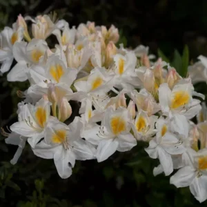 Azalija didžiažiedė 'Schneegold' - Image 1