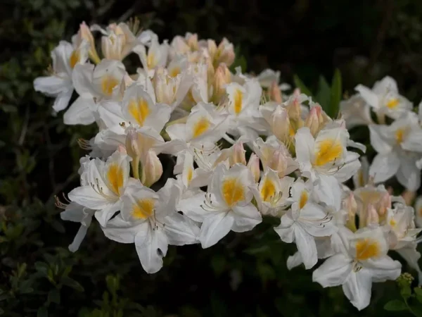 Azalija didžiažiedė 'Schneegold'