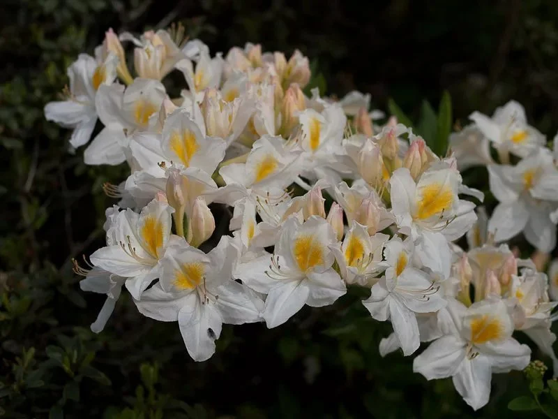 Azalija didžiažiedė 