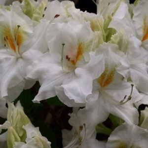 Azalija didžiažiedė 'Schneegold' - Image 3