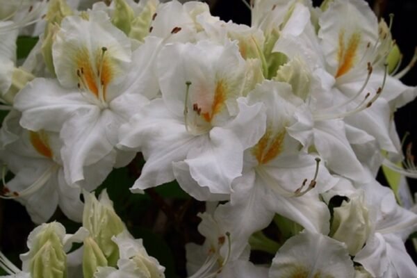 Azalija didžiažiedė 'Schneegold'