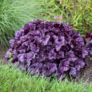 Alūnė 'Wildberry' - Image 2